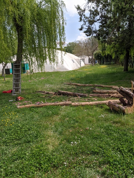 abbattimento alberi roma