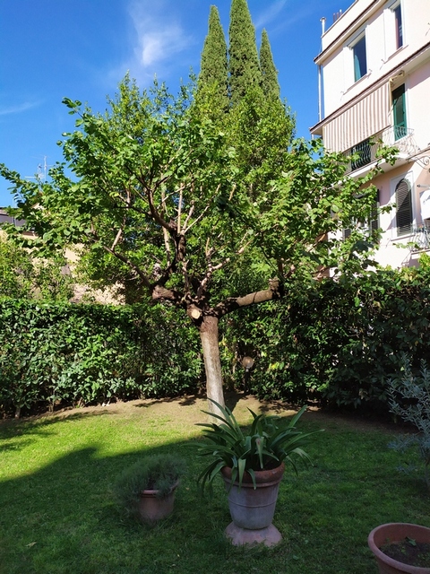 manutenzione giardino roma